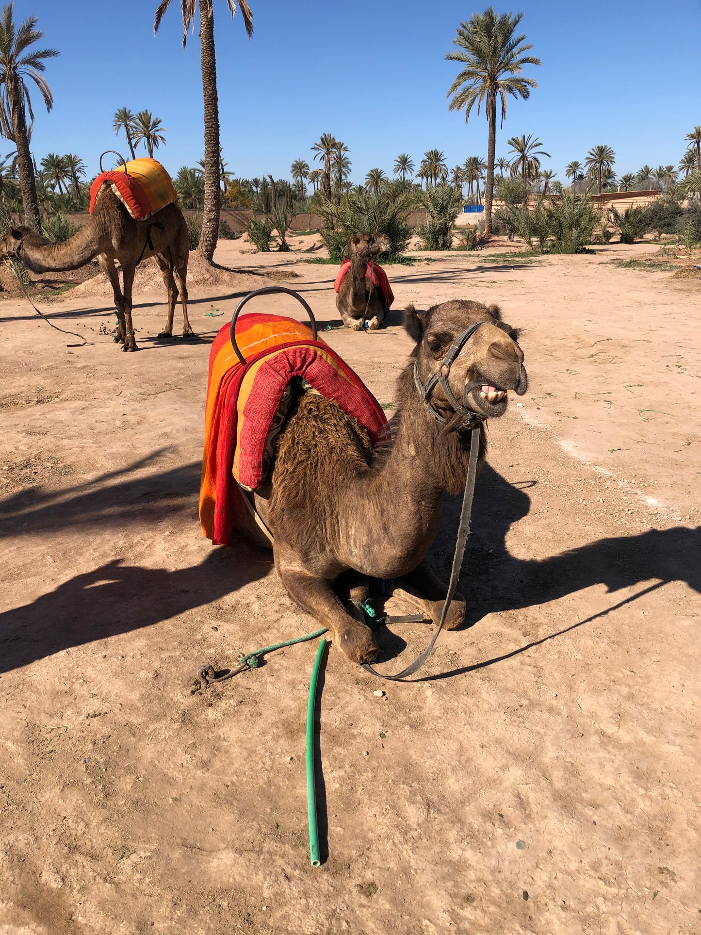 Aventure à Dos de Chameau à Marrakech- Réservcez votre Aventure Désertique