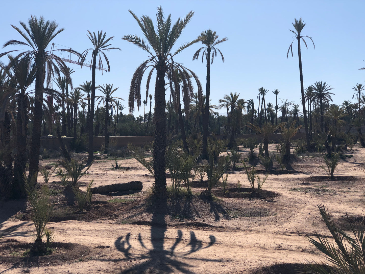 Aventure à Dos de Chameau à Marrakech- Réservcez votre Aventure Désertique